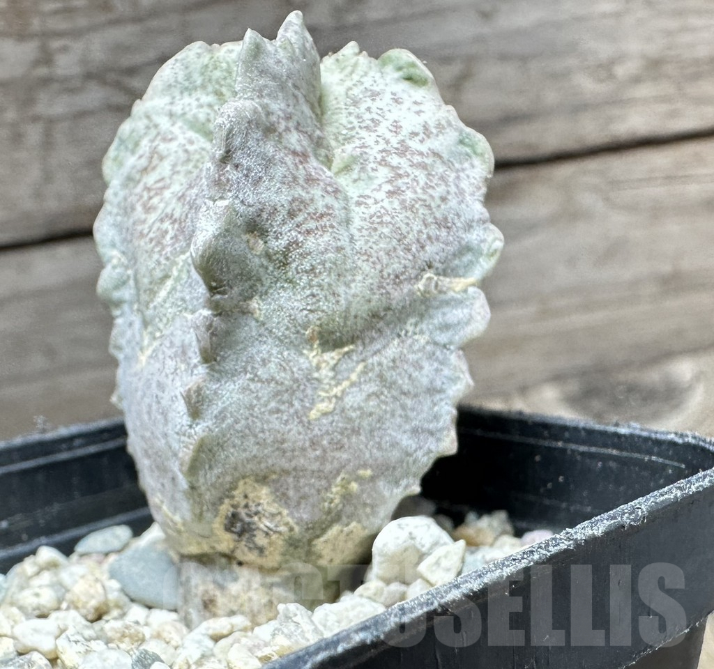 SHPR32914 Whitesloanea crassa - Obrázek 5