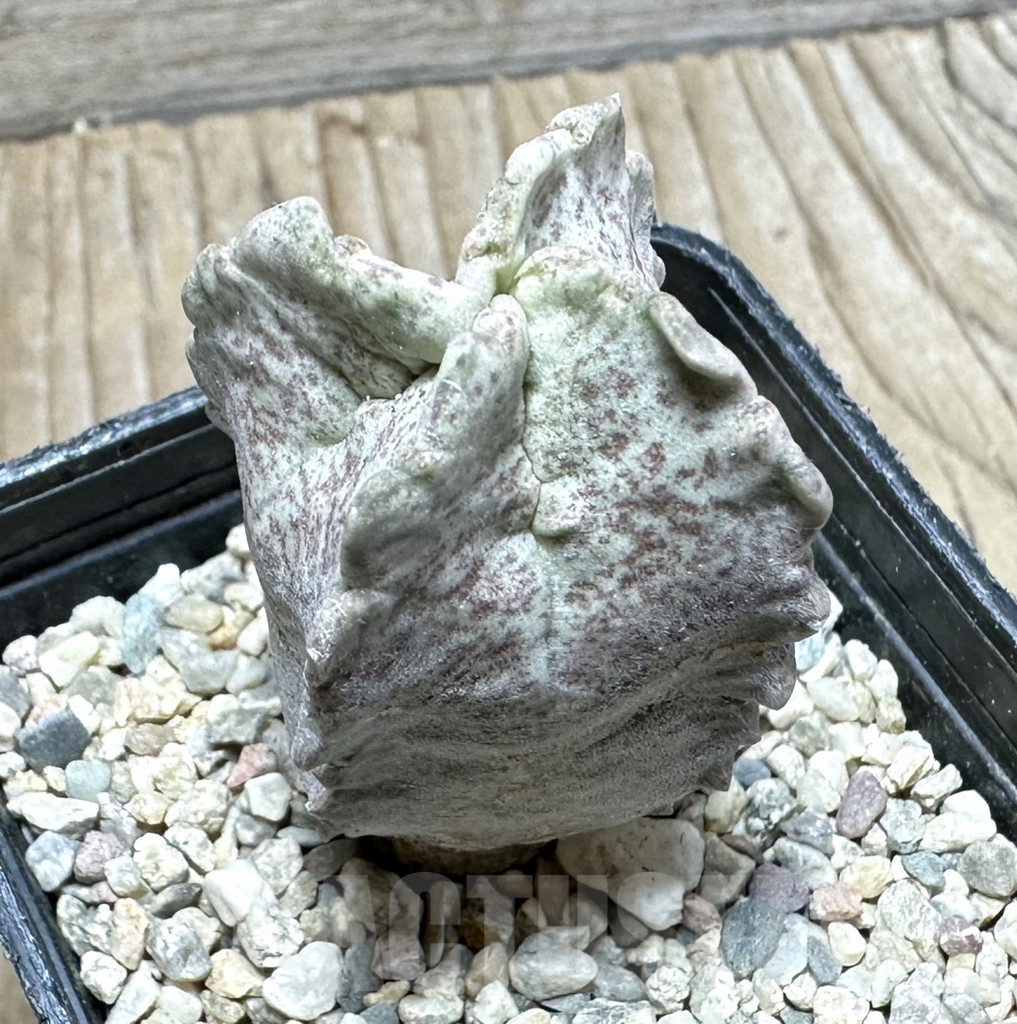 SHPR32914 Whitesloanea crassa