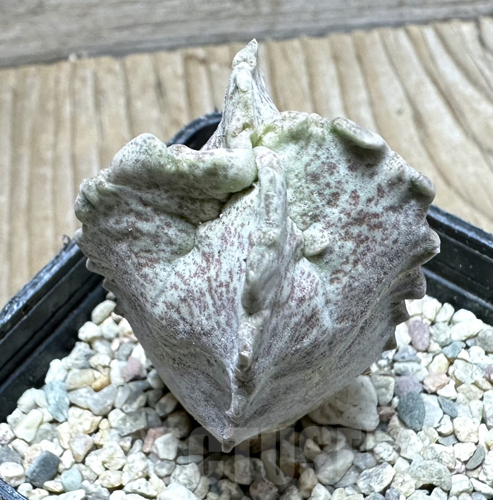 SHPR32914 Whitesloanea crassa - Obrázek 2