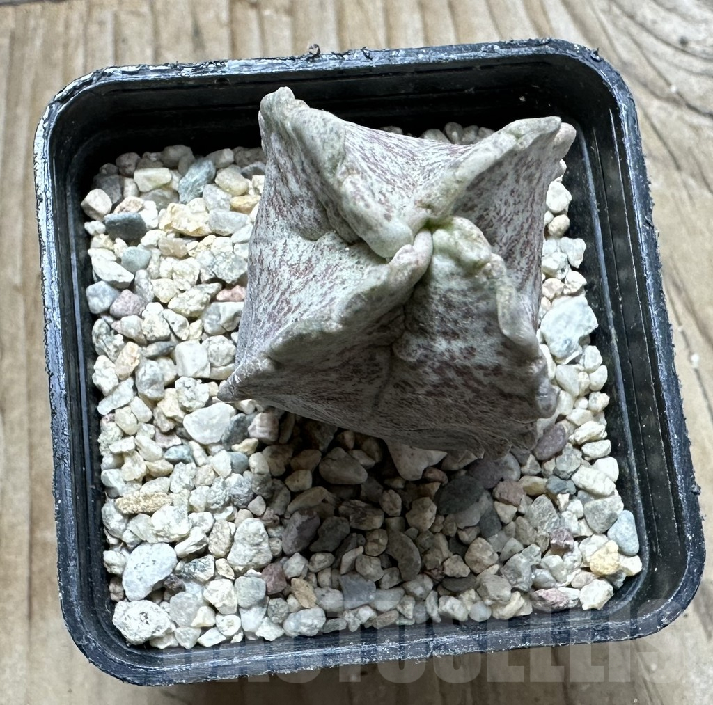 SHPR32914 Whitesloanea crassa - Obrázek 3