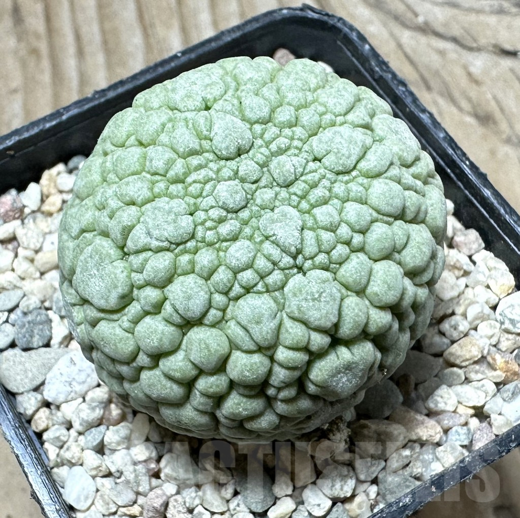SHPR32928 Pseudolithos migiurtinus