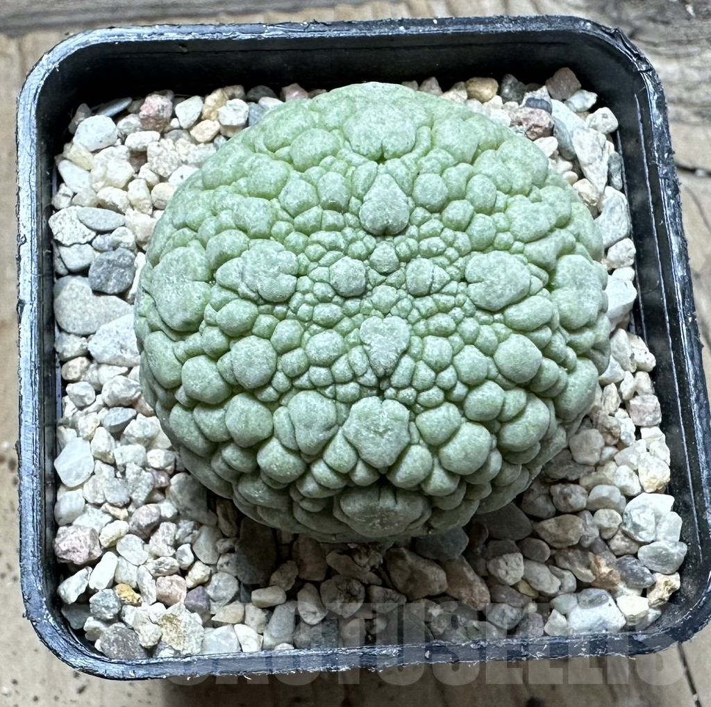 SHPR32928 Pseudolithos migiurtinus - Image 2