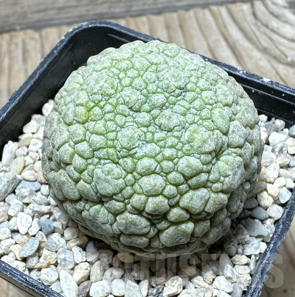 SHPR32931 Pseudolithos migiurtinus