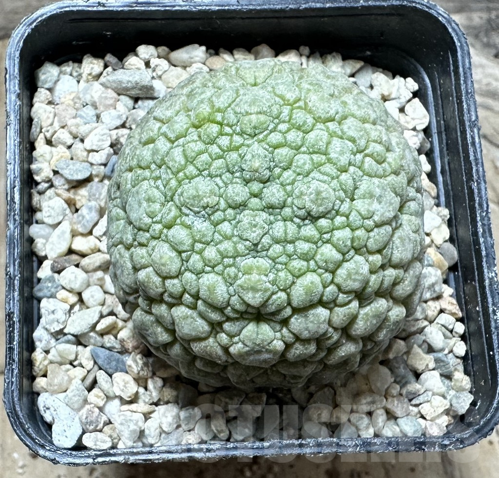 SHPR32931 Pseudolithos migiurtinus - Image 2