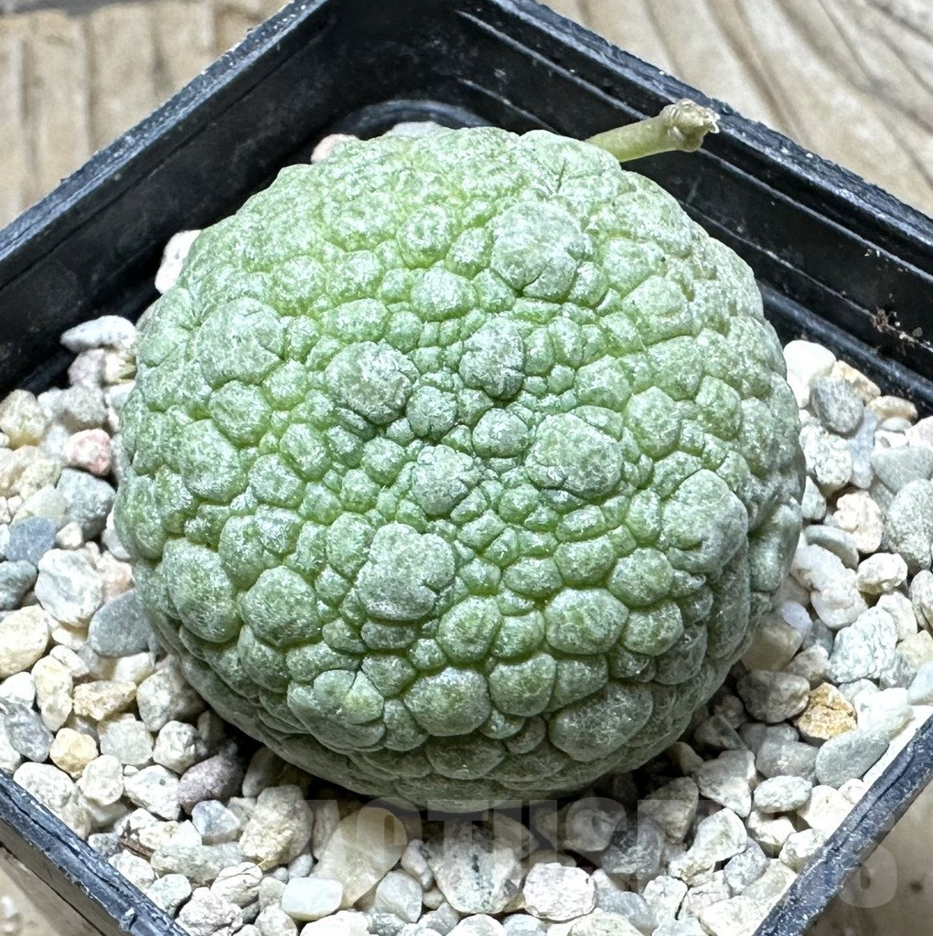 SHPR32932 Pseudolithos migiurtinus
