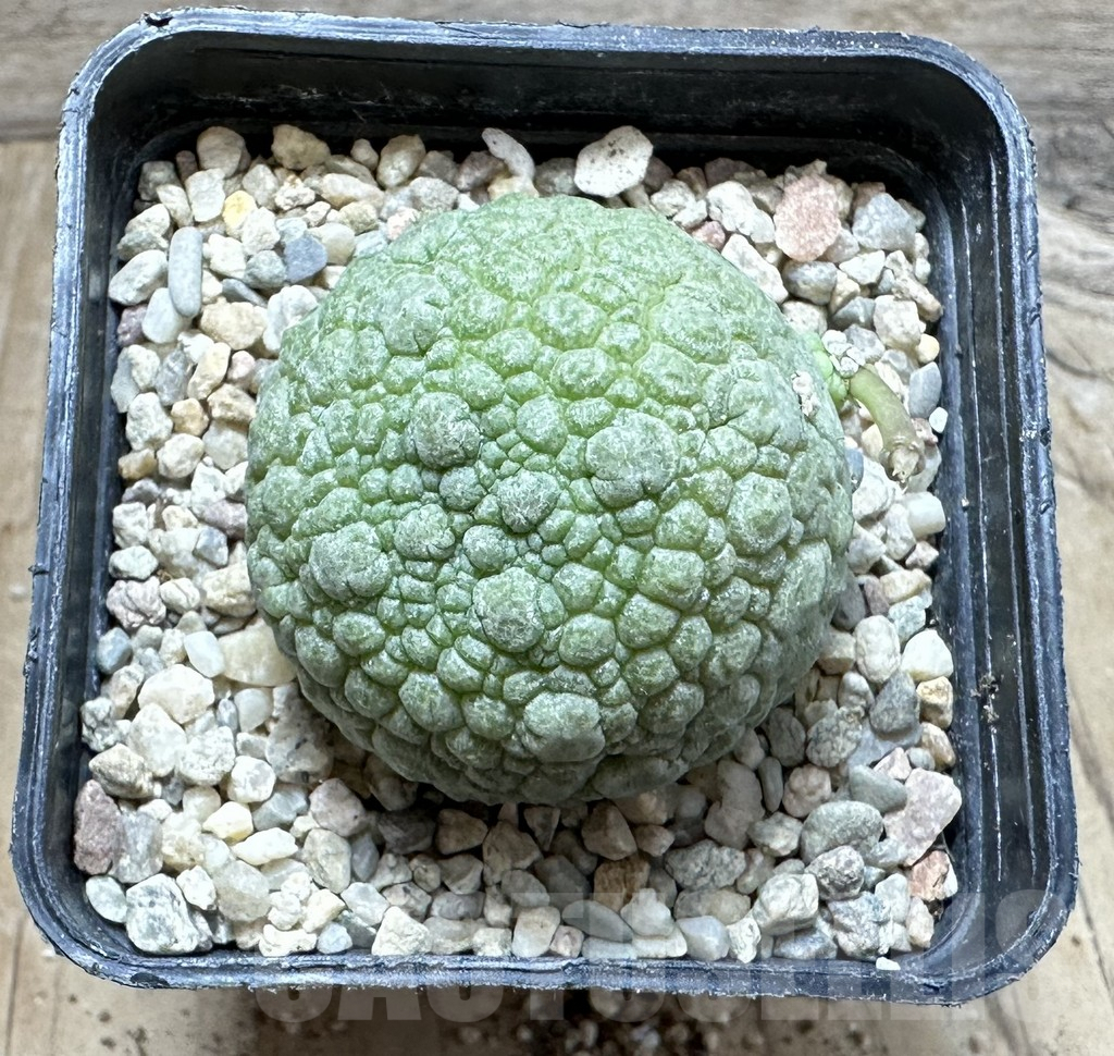 SHPR32932 Pseudolithos migiurtinus - Image 2