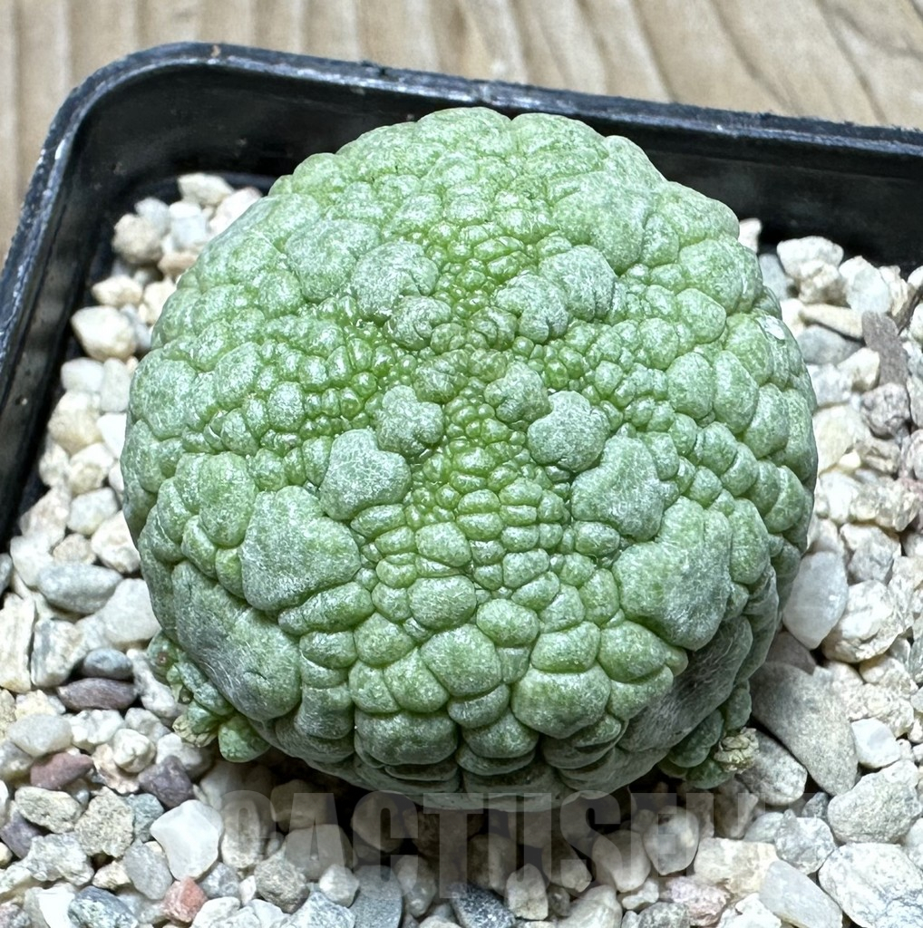 SHPR32942 Pseudolithos migiurtinus