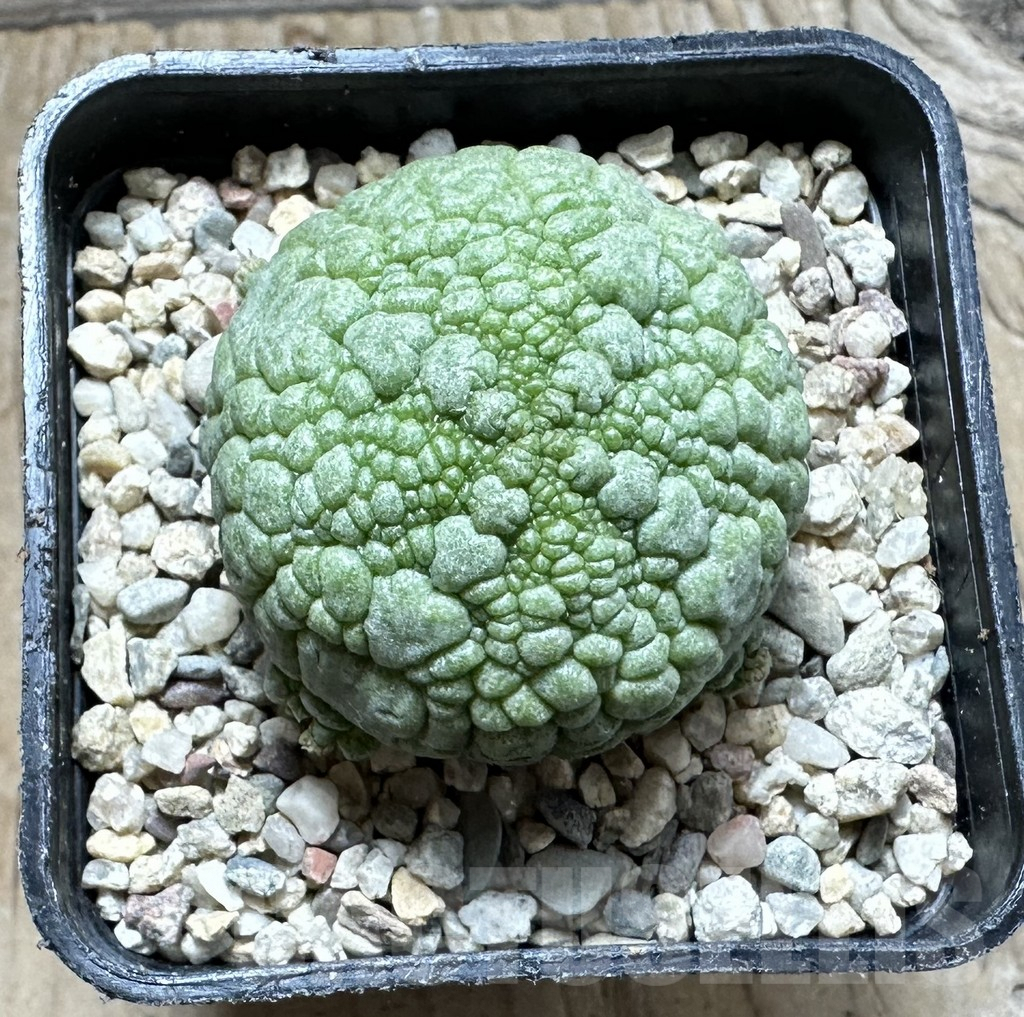 SHPR32942 Pseudolithos migiurtinus - Image 2