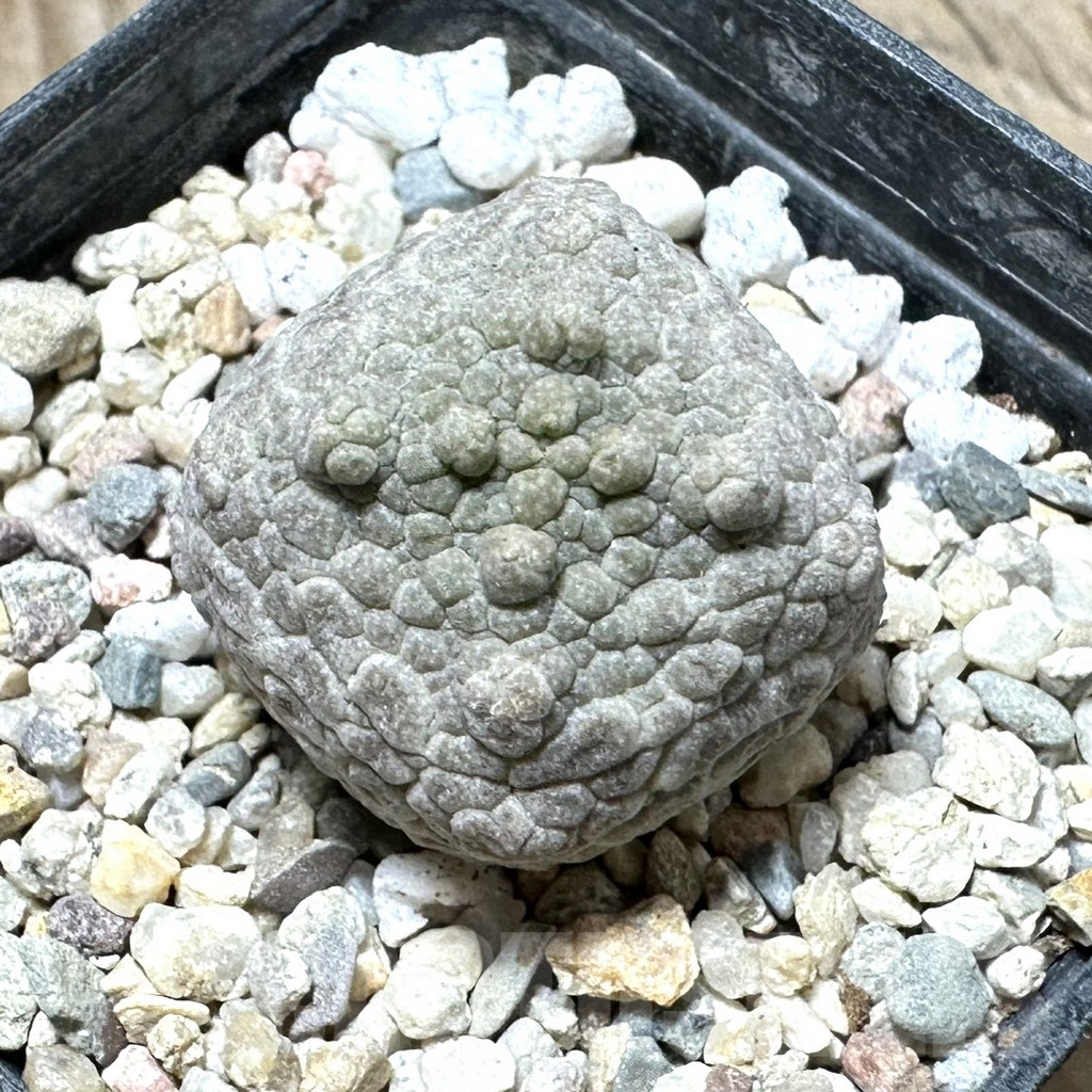 SHPR32957 Pseudolithos cubiformis