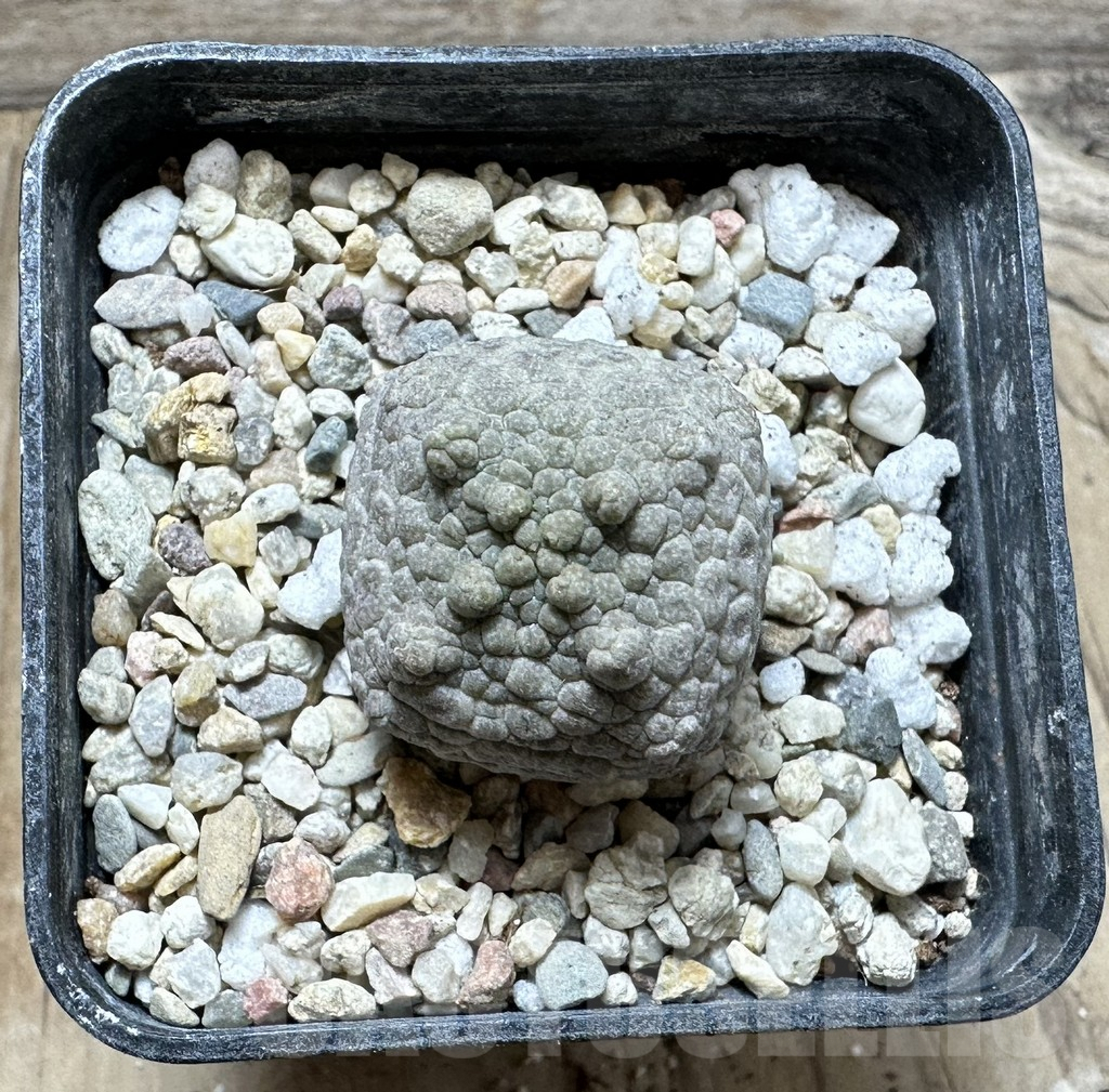 SHPR32957 Pseudolithos cubiformis - Image 2