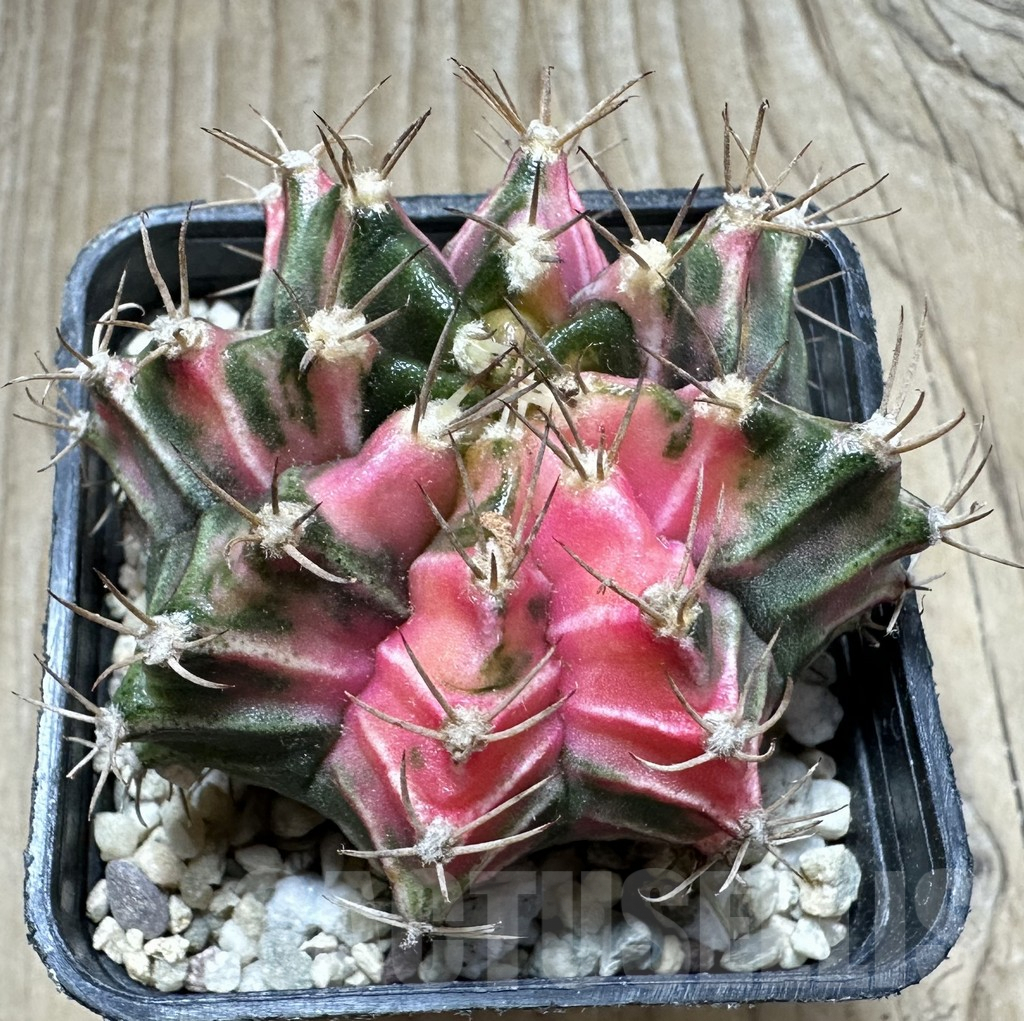 SHPR33043 Gymnocalycium mihanovichii f. variegata, seedling