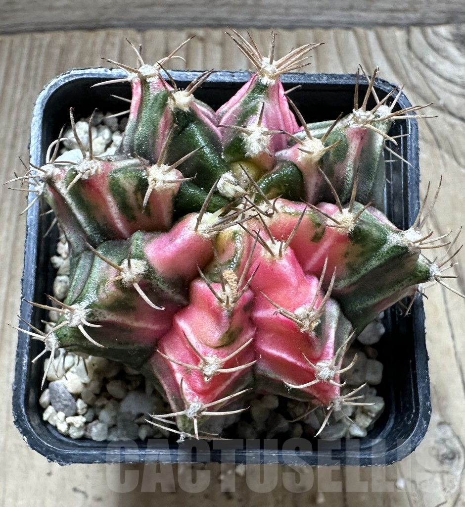 SHPR33043 Gymnocalycium mihanovichii f. variegata, seedling - Image 2