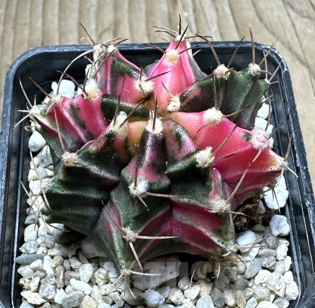 SHPR33046 Gymnocalycium mihanovichii f. variegata, seedling