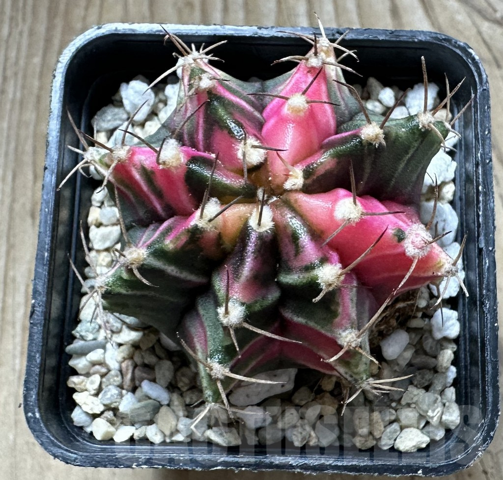 SHPR33046 Gymnocalycium mihanovichii f. variegata, seedling - Image 2