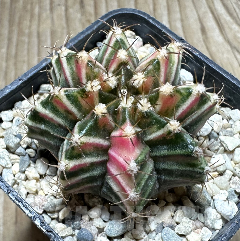 SHPR33054 Gymnocalycium mihanovichii f. variegata, seedling
