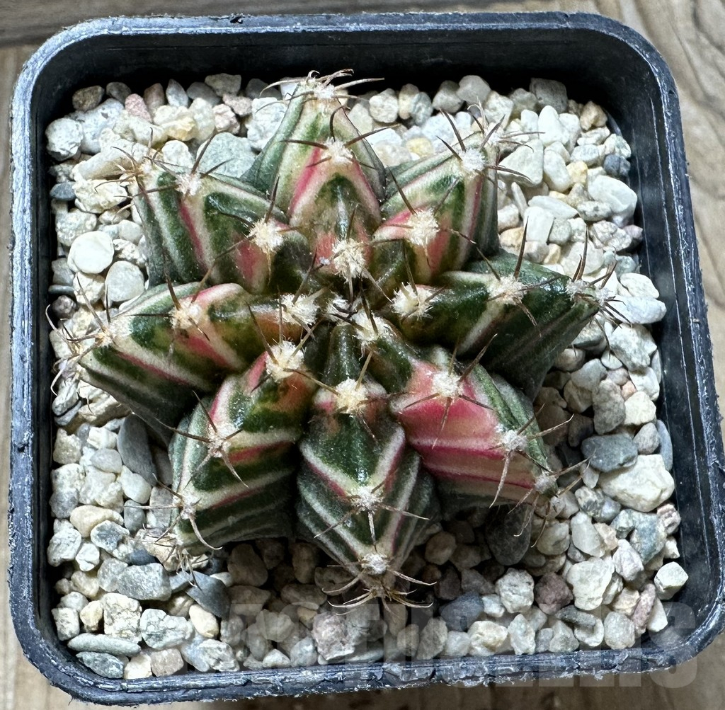 SHPR33054 Gymnocalycium mihanovichii f. variegata, seedling - Image 2
