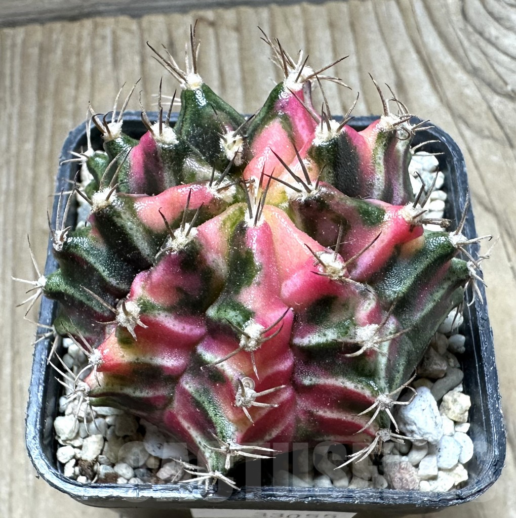 SHPR33055 Gymnocalycium mihanovichii f. variegata, seedling