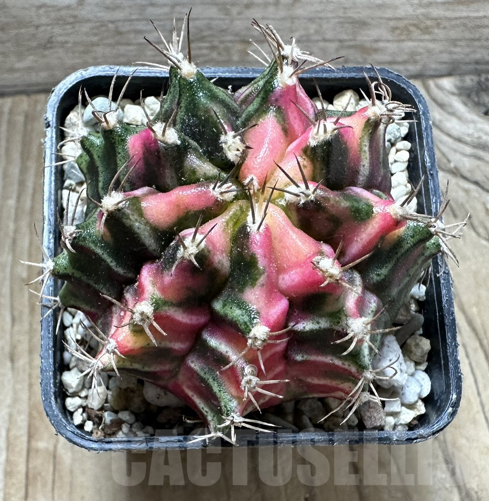 SHPR33055 Gymnocalycium mihanovichii f. variegata, seedling - Image 2