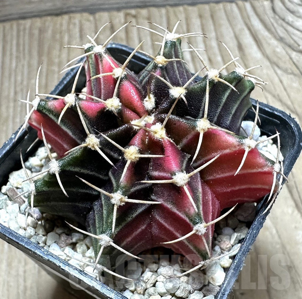 SHPR33061 Gymnocalycium friedrichii f. variegata seedling
