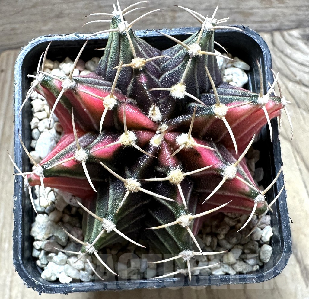 SHPR33061 Gymnocalycium friedrichii f. variegata seedling - Зображення 2
