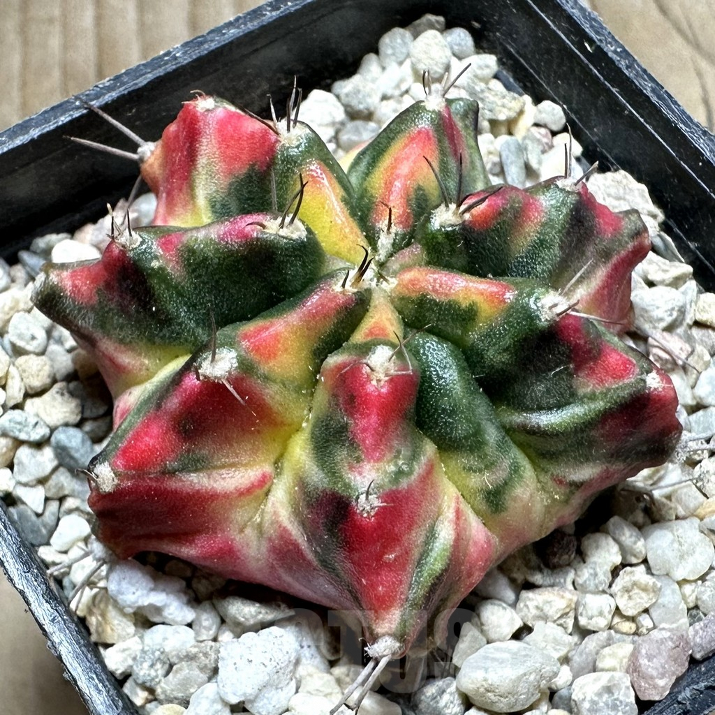 SHPR33071 Gymnocalycium damsii f.variegata, seedling