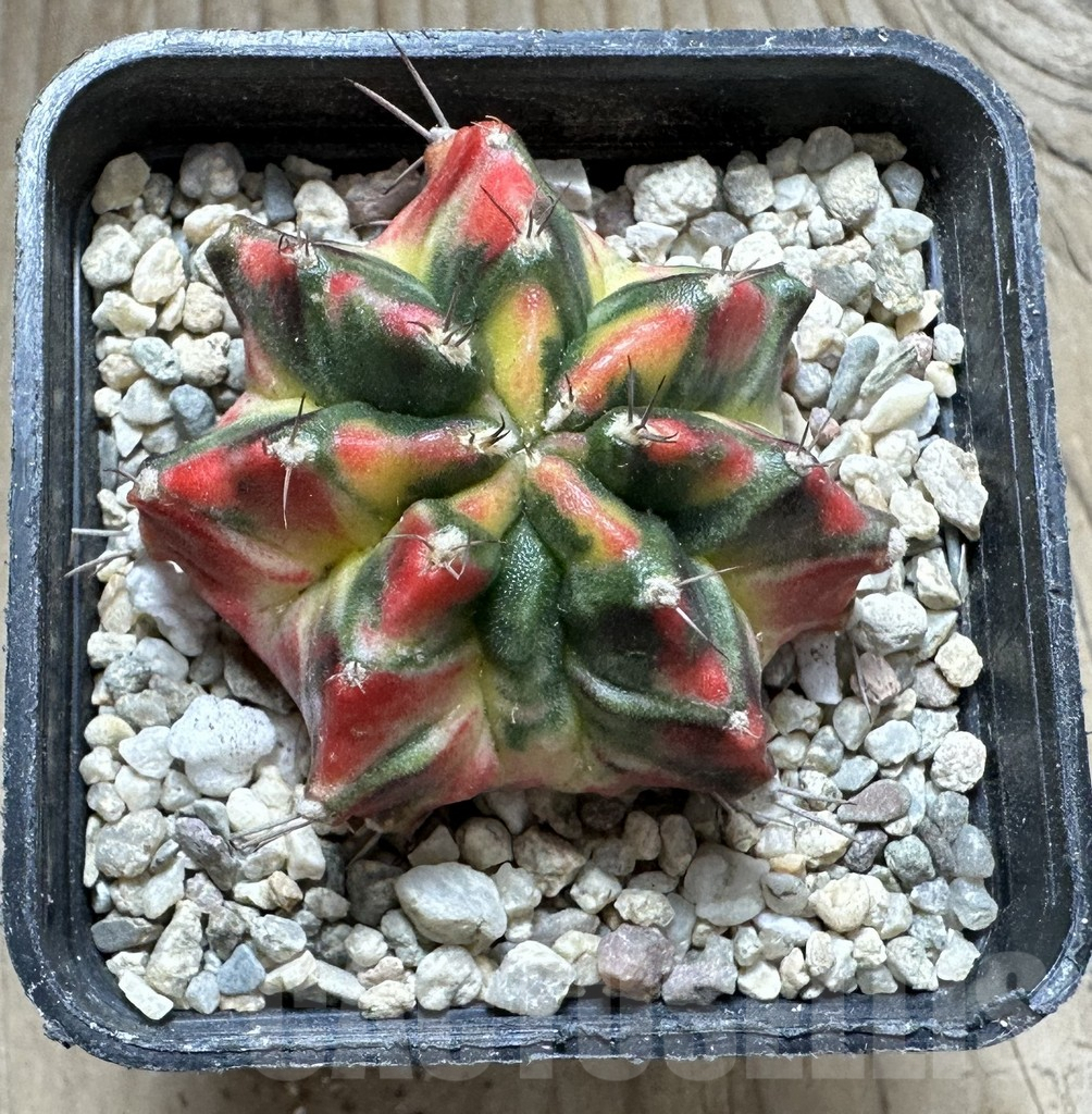 SHPR33071 Gymnocalycium damsii f.variegata, seedling - Image 2