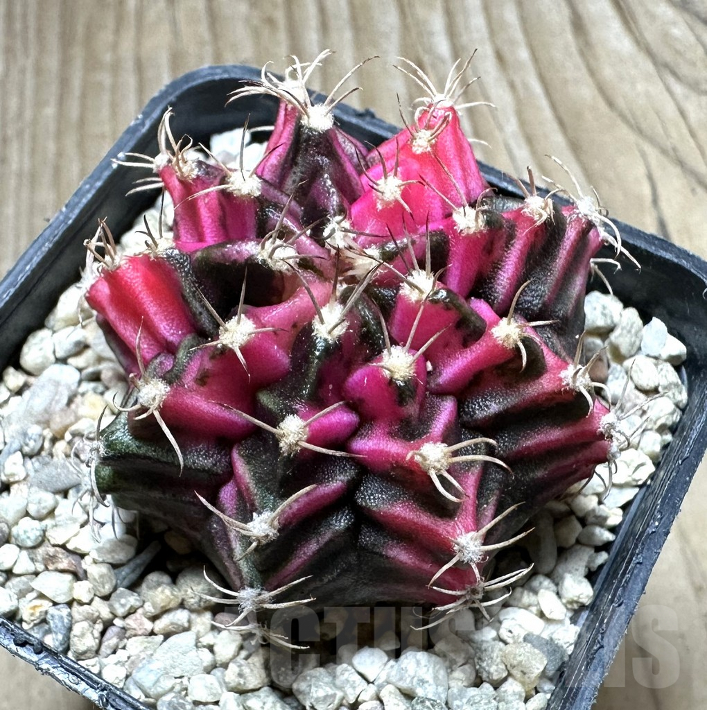 SHPR33072 Gymnocalycium mihanovichii f. variegata, seedling
