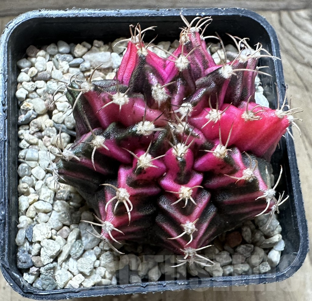 SHPR33072 Gymnocalycium mihanovichii f. variegata, seedling - Image 2