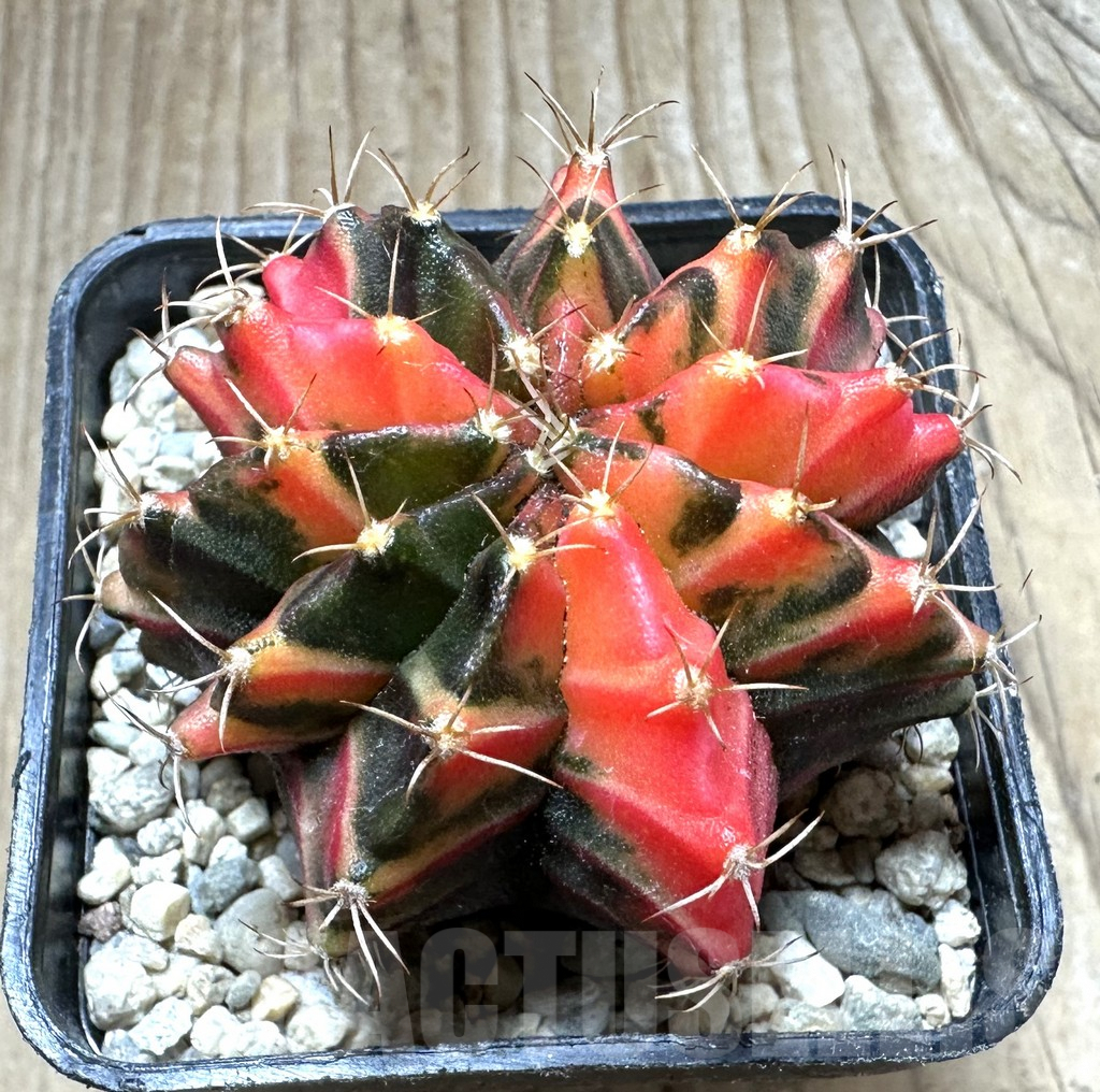 SHPR33073 Gymnocalycium mihanovichii f. variegata, seedling