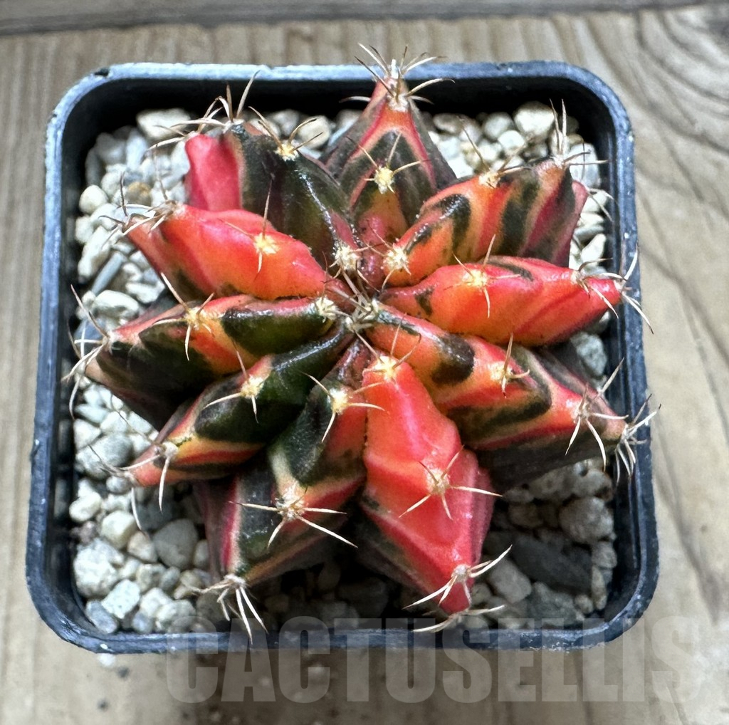 SHPR33073 Gymnocalycium mihanovichii f. variegata, seedling - Зображення 2