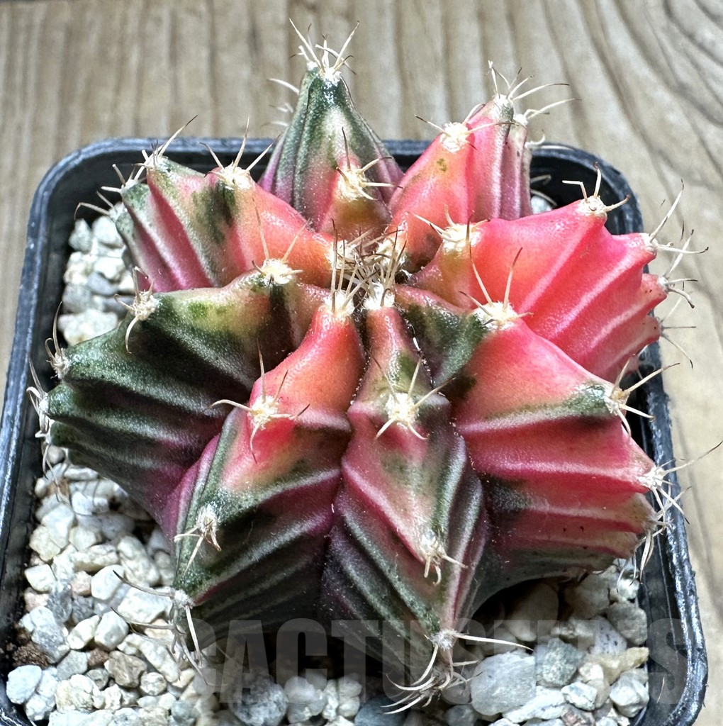 SHPR33074 Gymnocalycium mihanovichii f. variegata, seedling