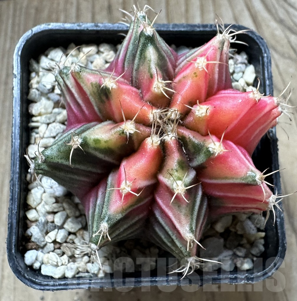 SHPR33074 Gymnocalycium mihanovichii f. variegata, seedling - Image 2
