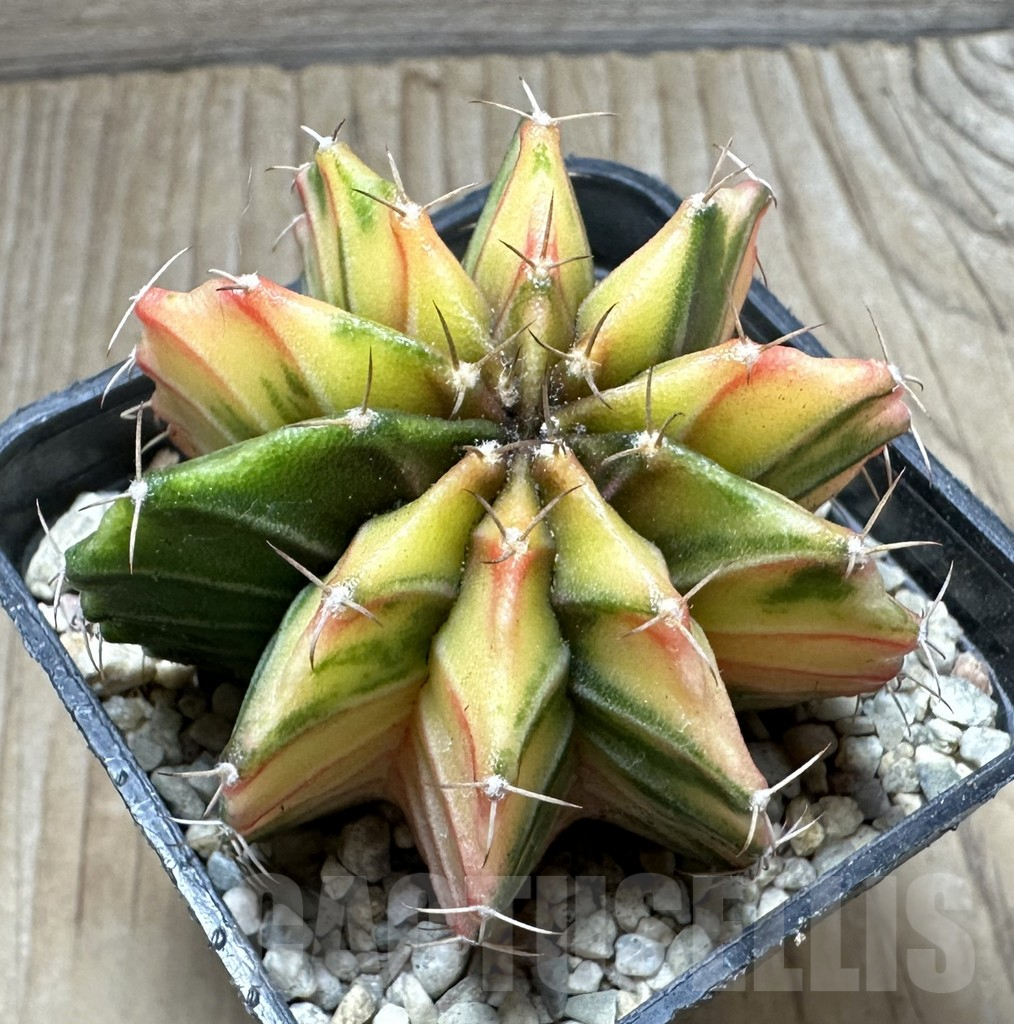 SHPR33075 Gymnocalycium friedrichii f. variegata seedling
