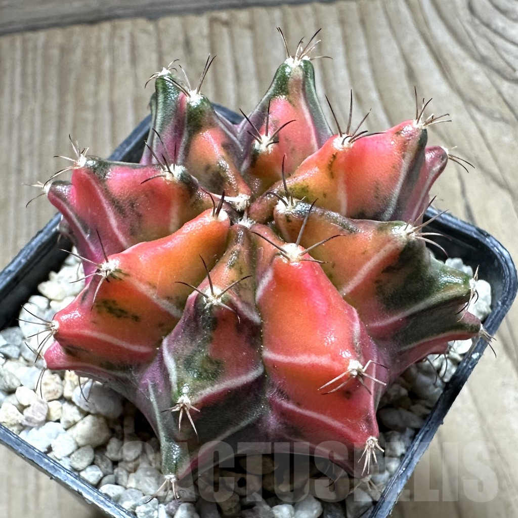 SHPR33076 Gymnocalycium mihanovichii f. variegata, seedling