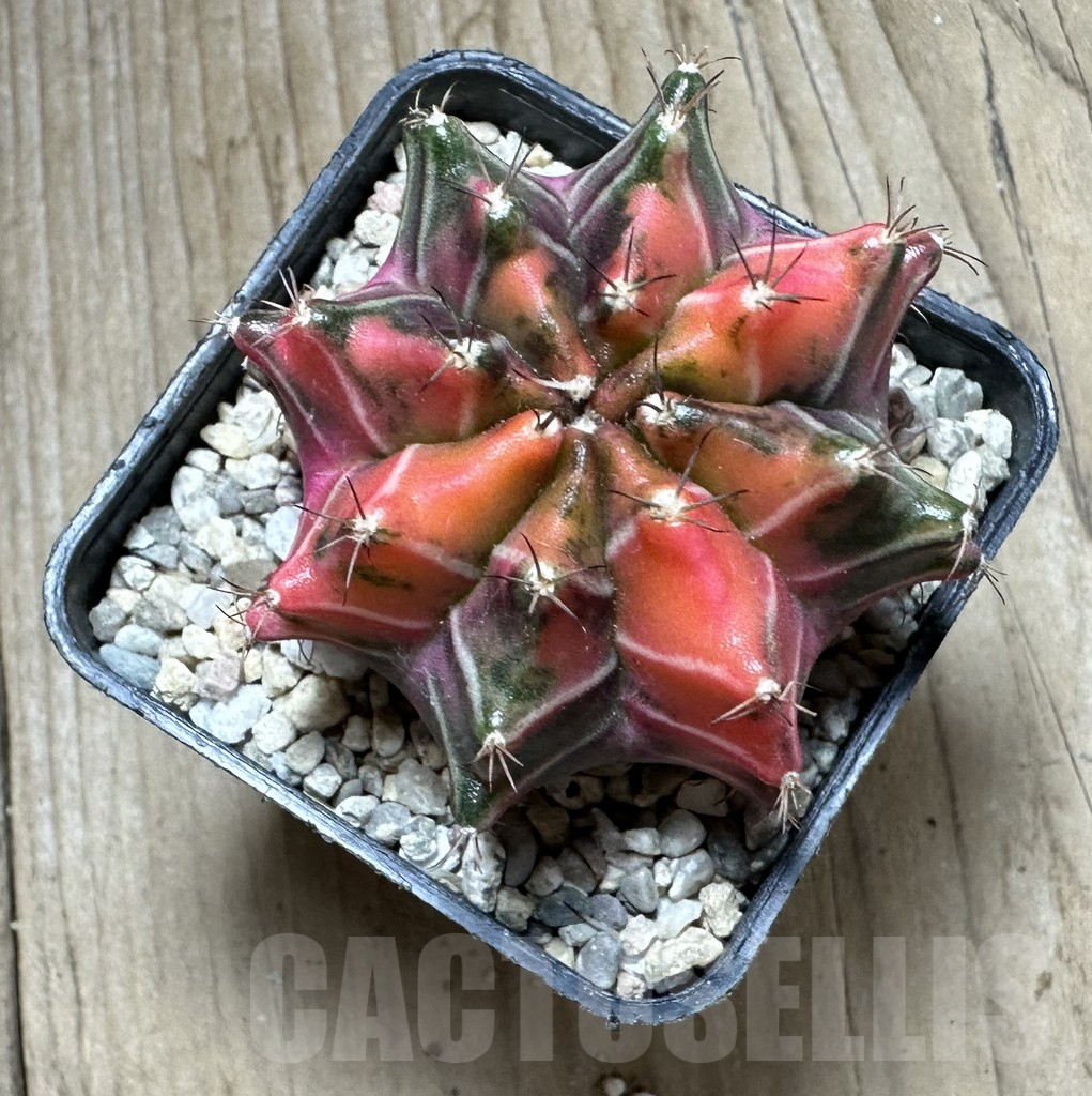 SHPR33076 Gymnocalycium mihanovichii f. variegata, seedling – Image 2