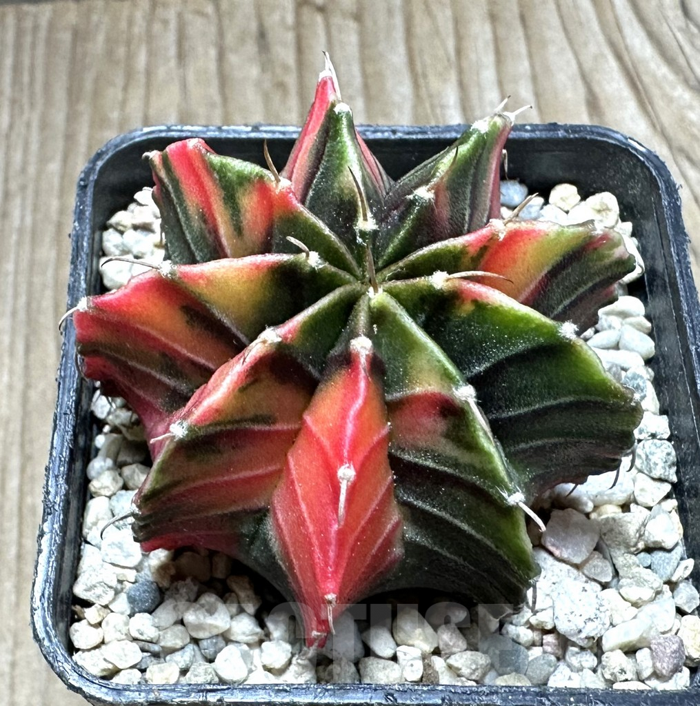 SHPR33077 Gymnocalycium friedrichii f. variegata seedling