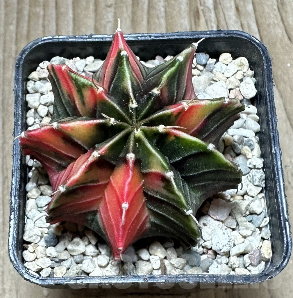 SHPR33077 Gymnocalycium friedrichii f. variegata seedling – Image 2