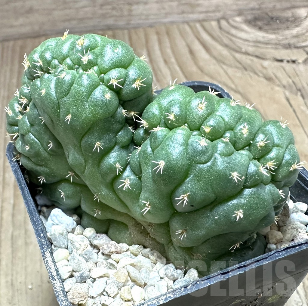 SHPR33201 Coryphantha elephantidens f. cristata