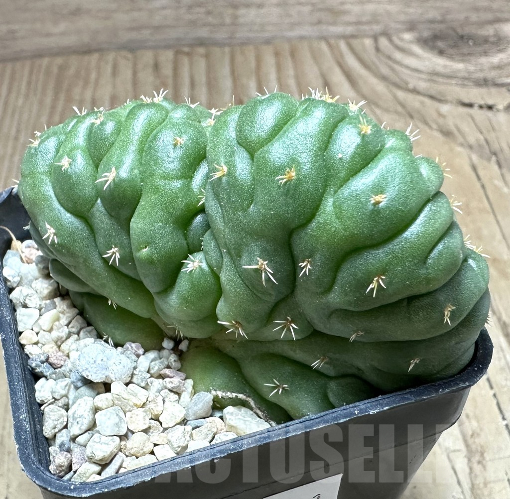 SHPR33201 Coryphantha elephantidens f. cristata - Imagen 2