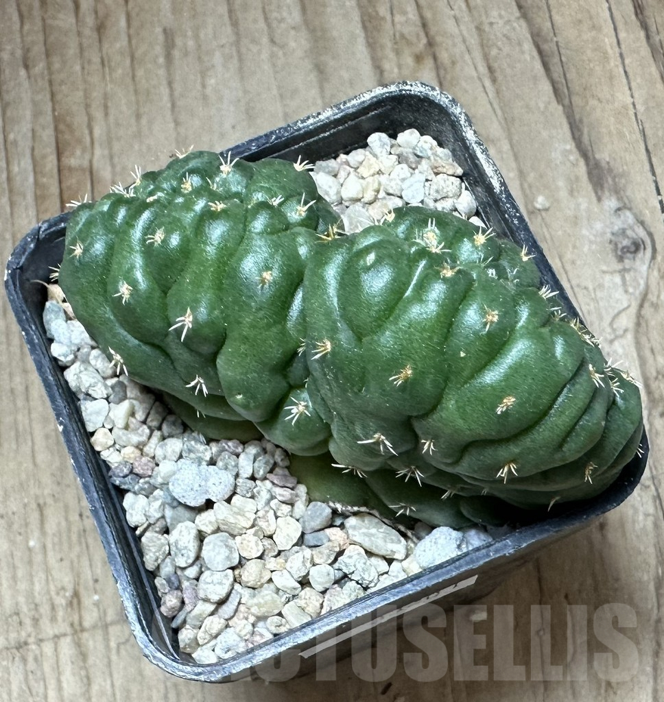 SHPR33201 Coryphantha elephantidens f. cristata - Imagen 3