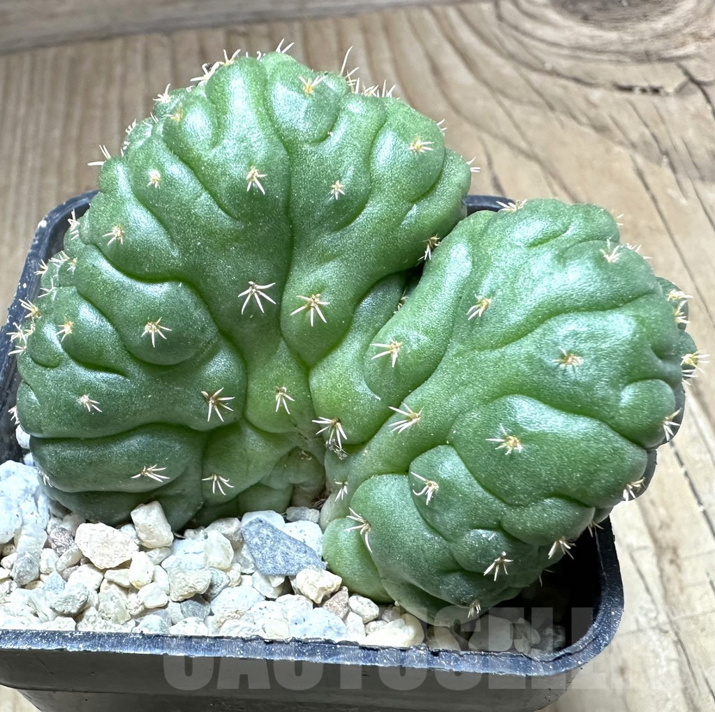SHPR33202 Coryphantha elephantidens f. cristata
