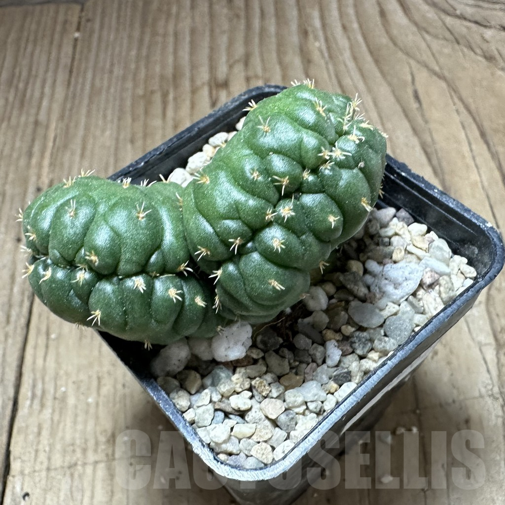 SHPR33202 Coryphantha elephantidens f. cristata - Image 2