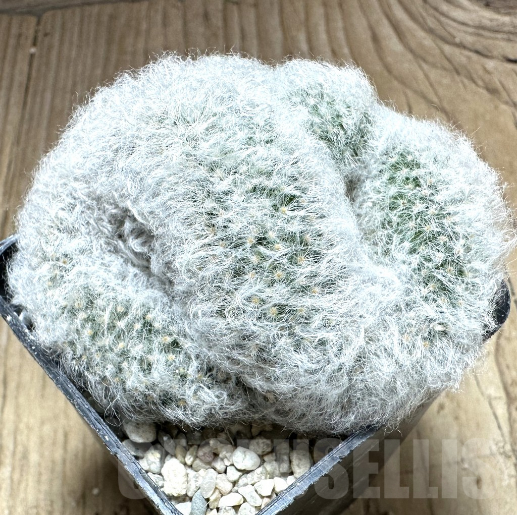 SHPR33209 Mammillaria bocasana f.cristata