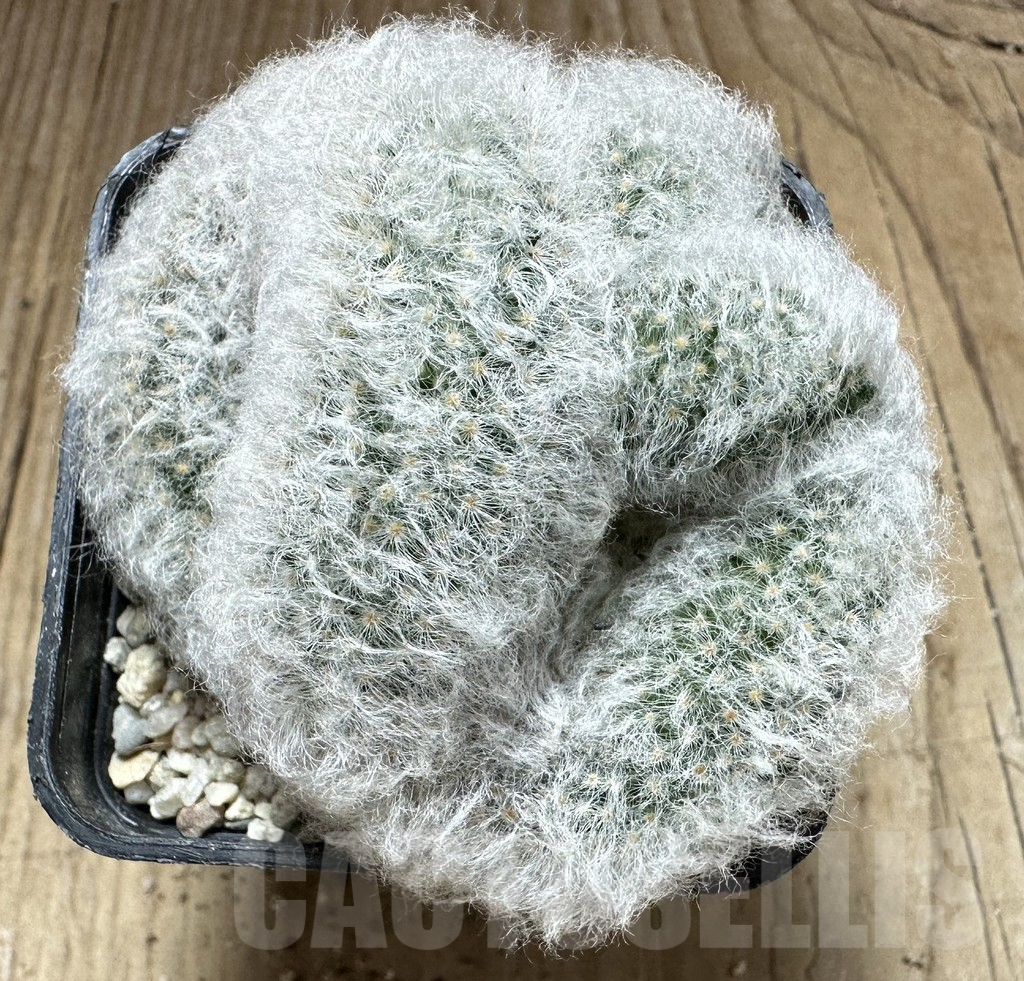 SHPR33209 Mammillaria bocasana f.cristata - 画像 (2)