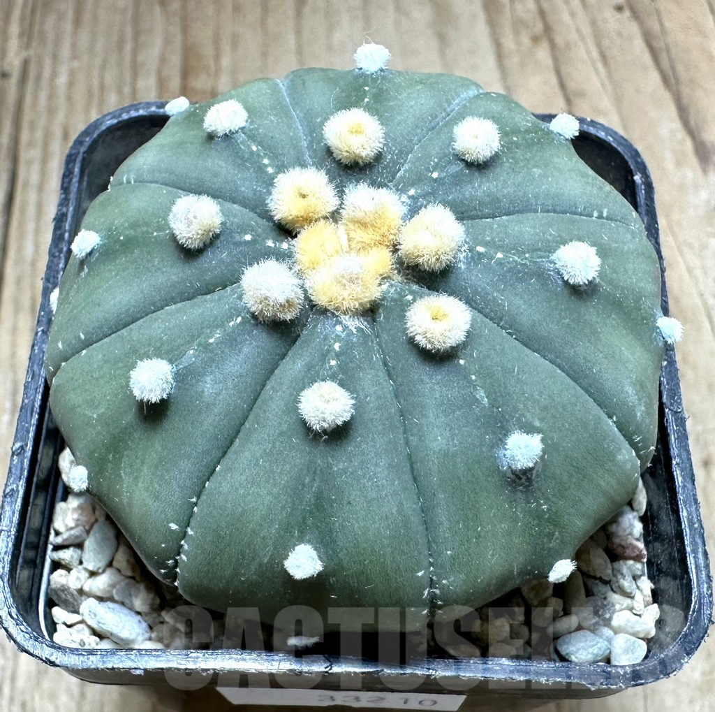 SHPR33210 Astrophytum asterias ‘Shinshowa’ – Bild 3
