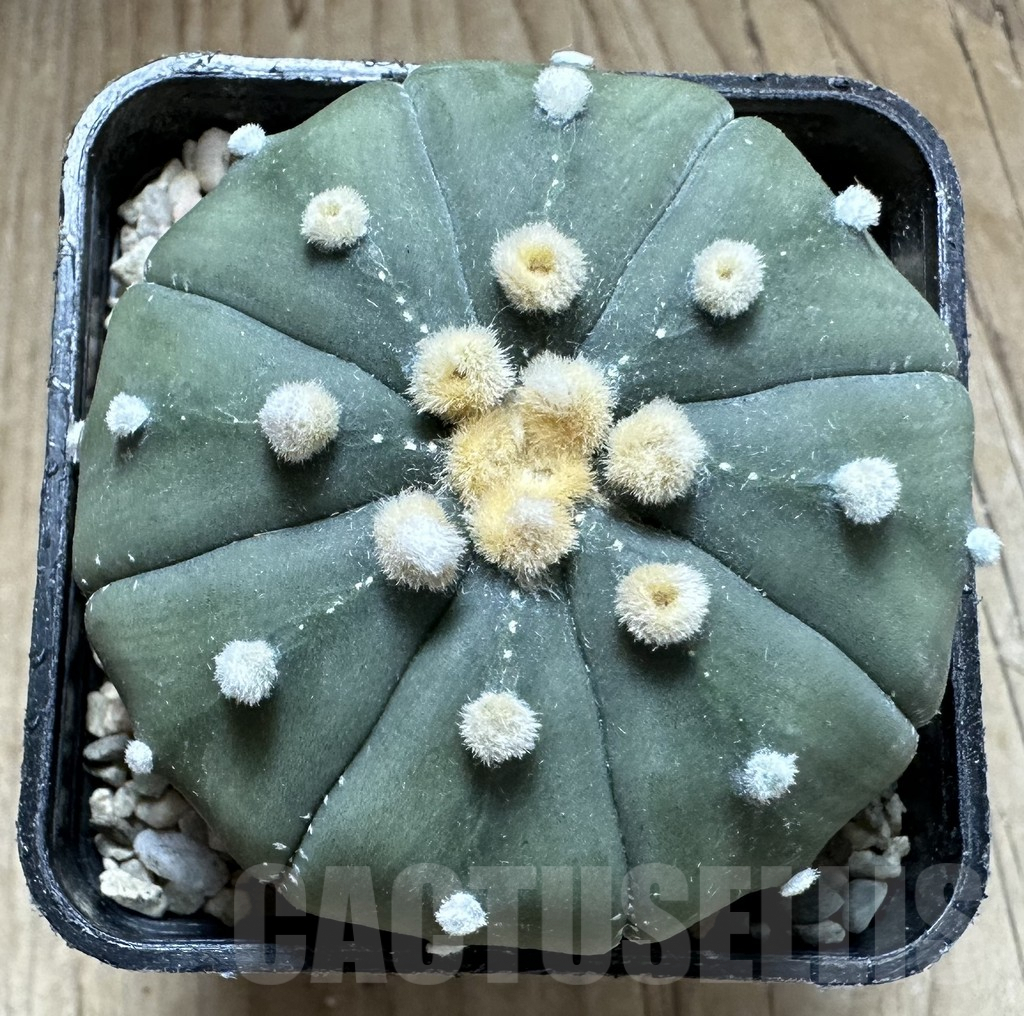 SHPR33210 Astrophytum asterias ‘Shinshowa’ – Bild 2