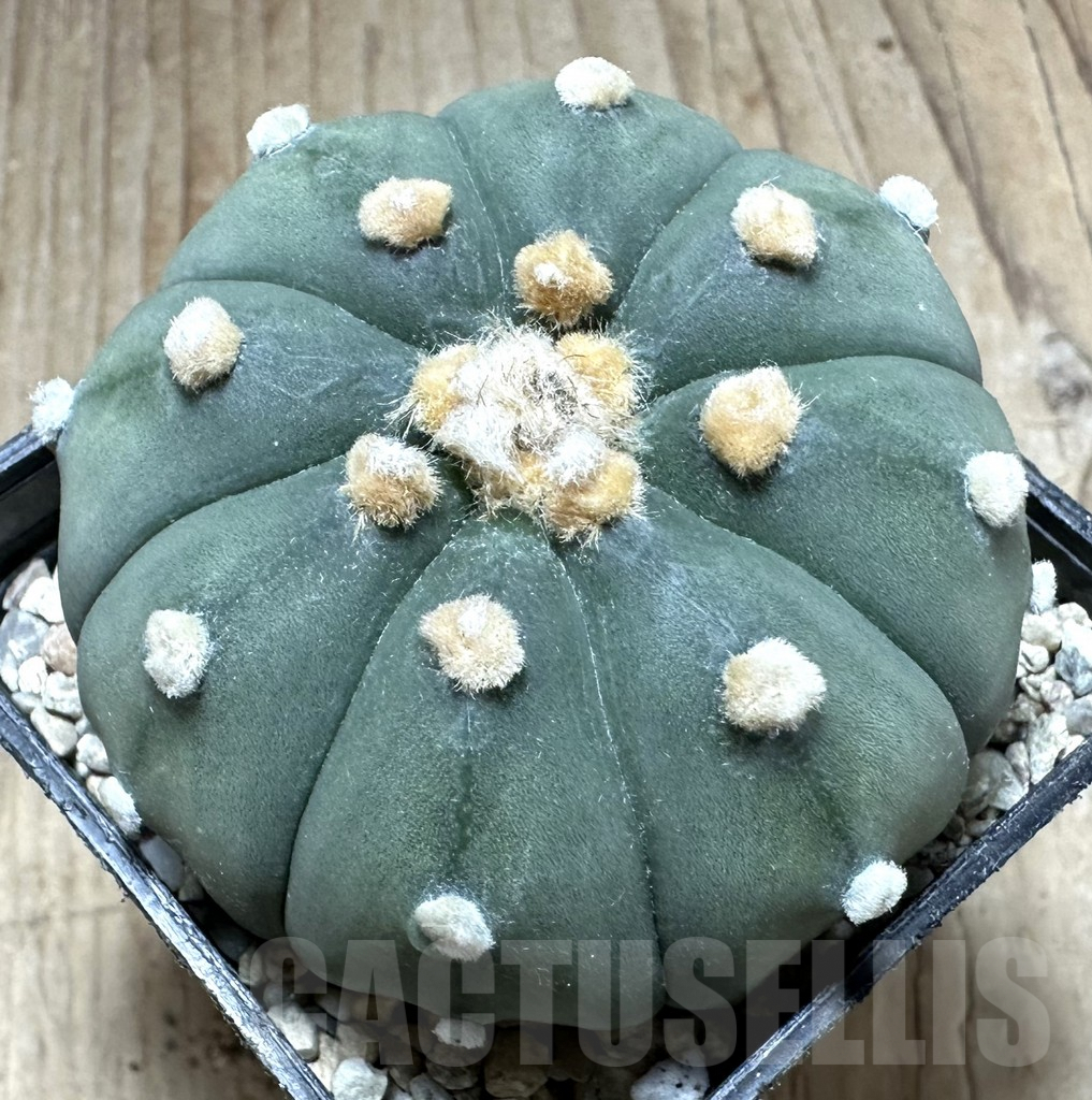 SHPR33211 Astrophytum asterias ‘Shinshowa’ – Bild 3