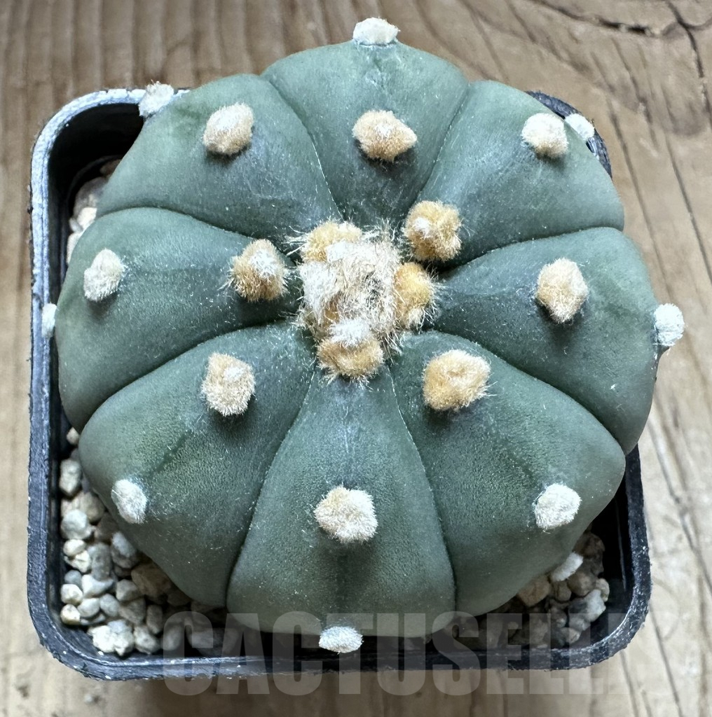 SHPR33211 Astrophytum asterias ‘Shinshowa’ – Bild 2