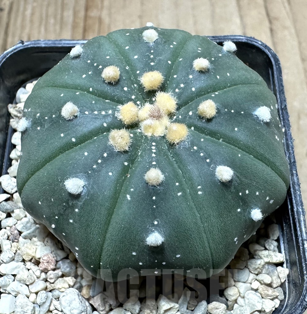 SHPR33212 Astrophytum asterias ‘Shinshowa’ - Image 3