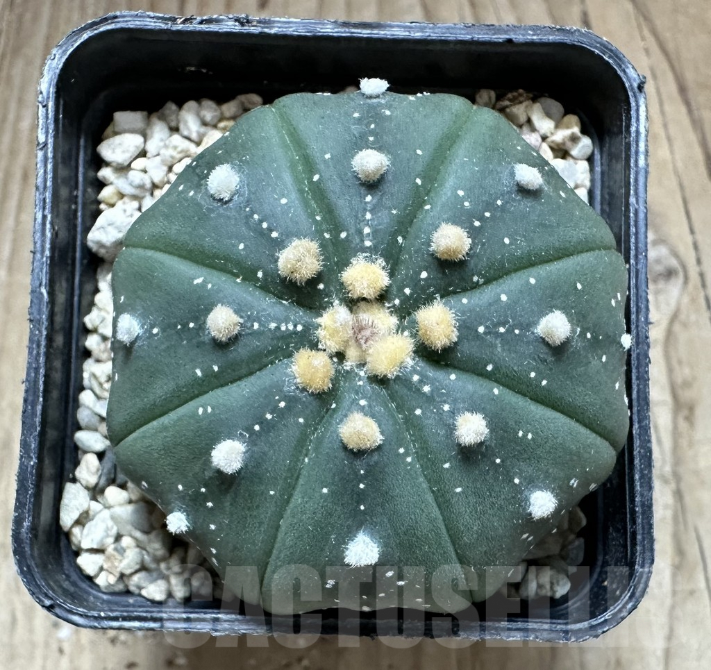 SHPR33212 Astrophytum asterias ‘Shinshowa’ - Image 2